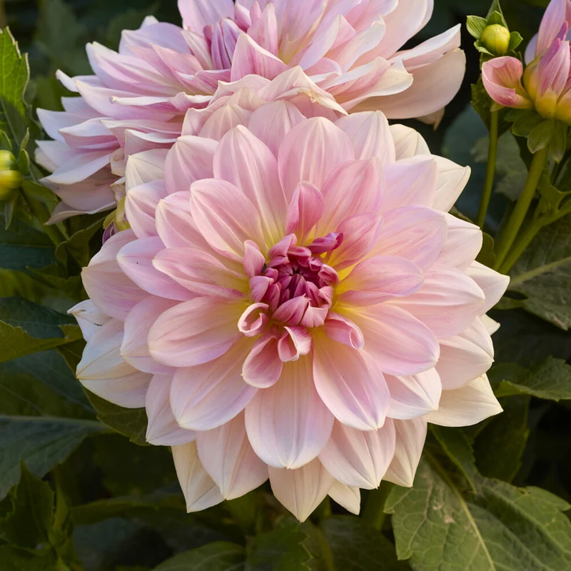 Dahlia géant Fairway Pilot