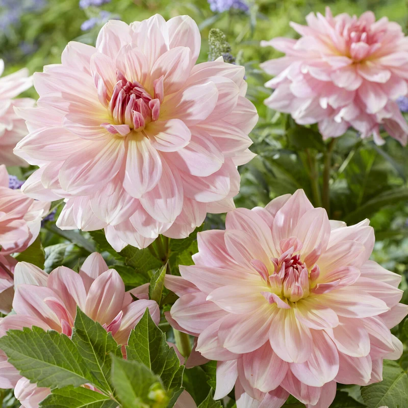 Dahlia géant Fairway Pilot