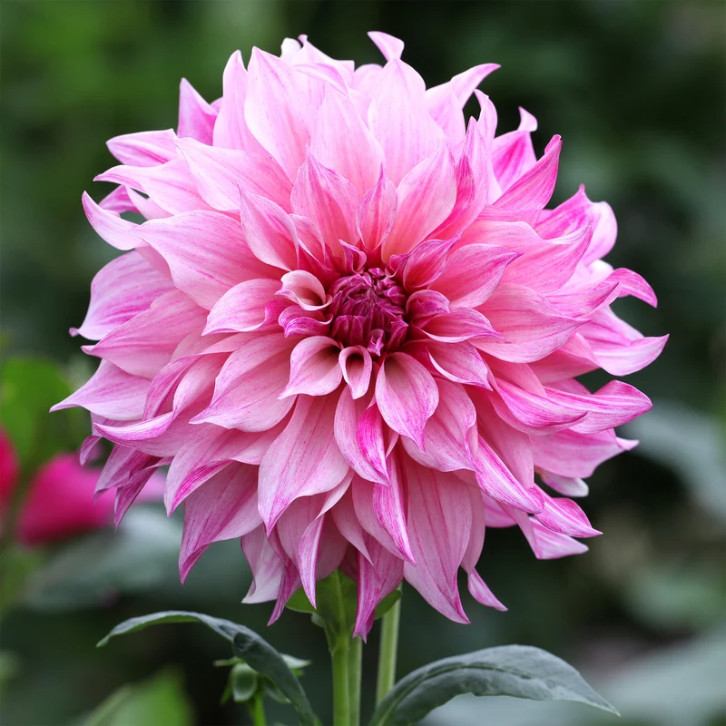 Dahlia géant Café au Lait Rose