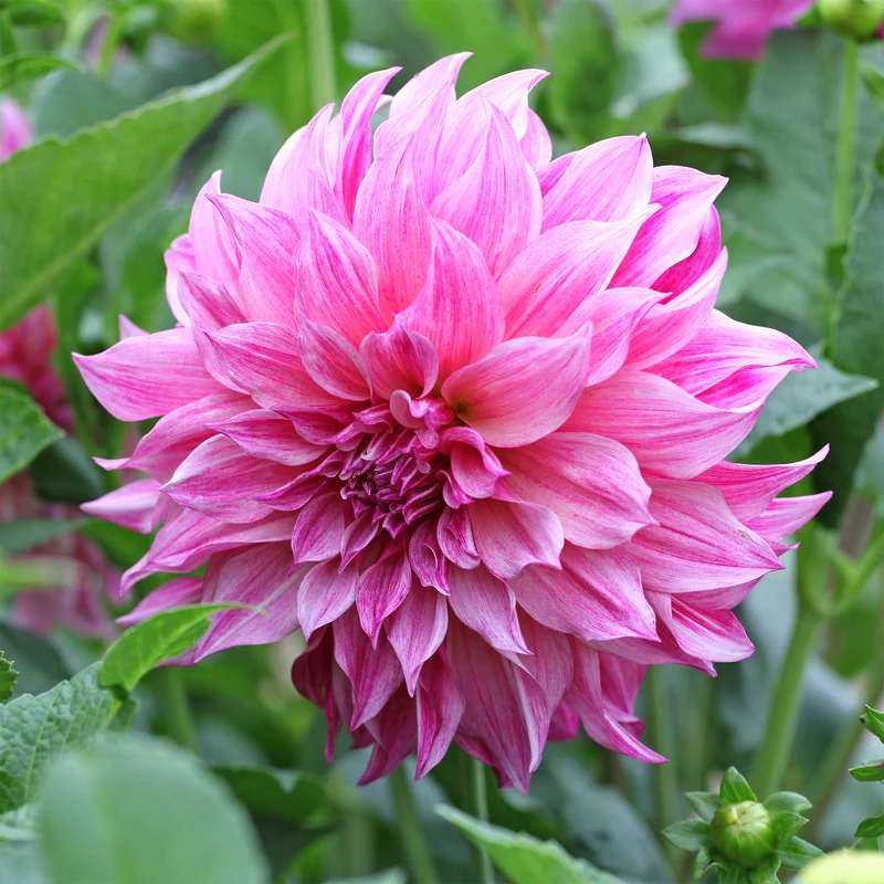Dahlia géant Café au Lait Rose
