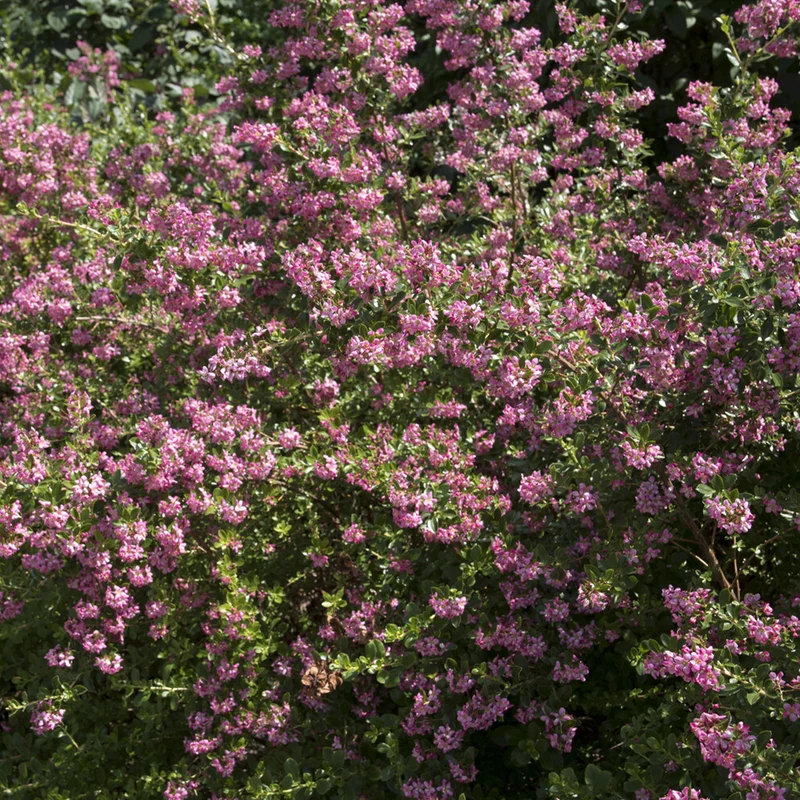 Escalonia Donard Seedling