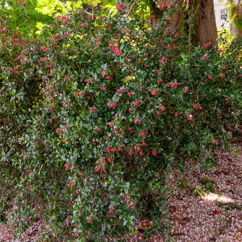 Escalonia Donard Seedling