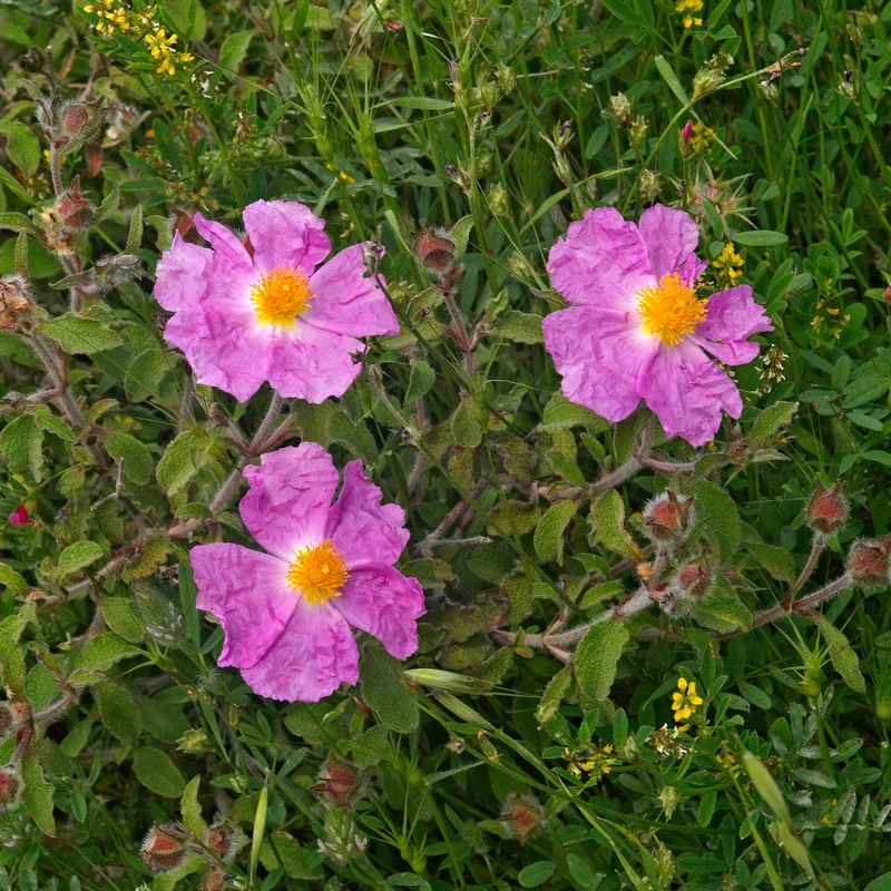 Ciste de Crète