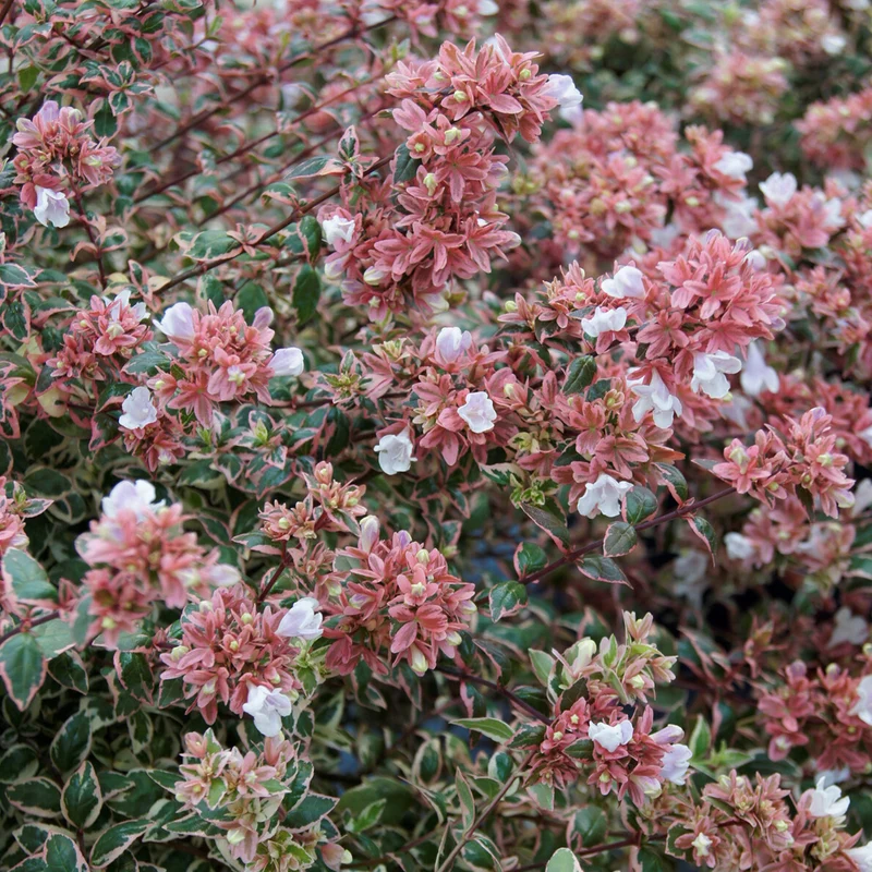 Abélia à grandes fleurs Magic Daydream®