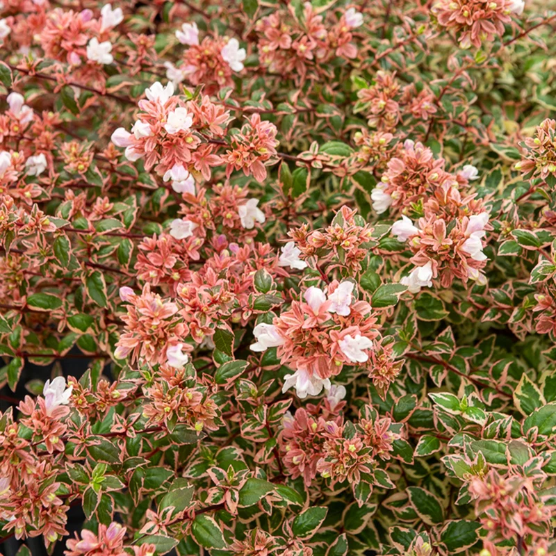 Abélia à grandes fleurs Magic Daydream®