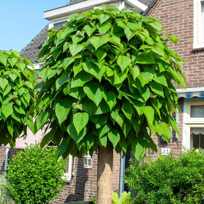Catalpa Boule