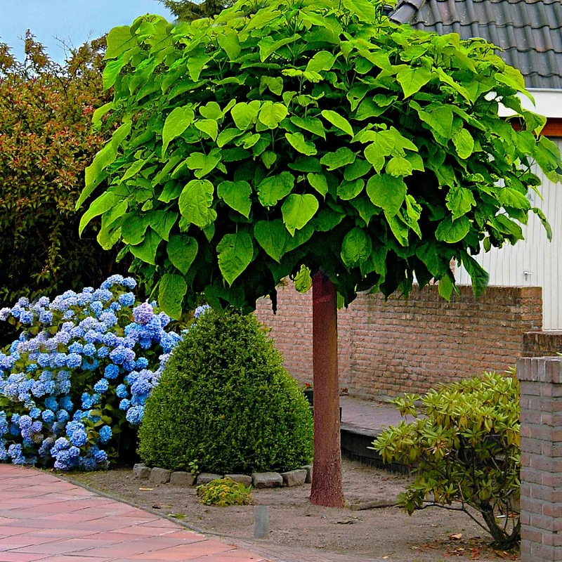 Catalpa Boule