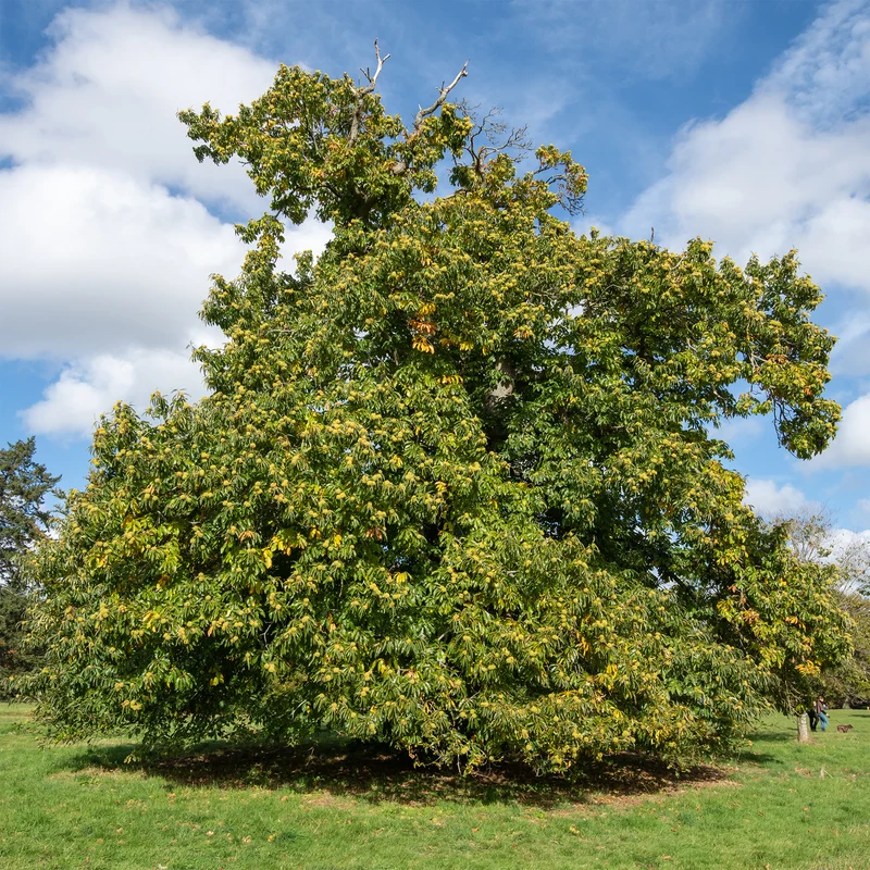 Châtaignier Marsol