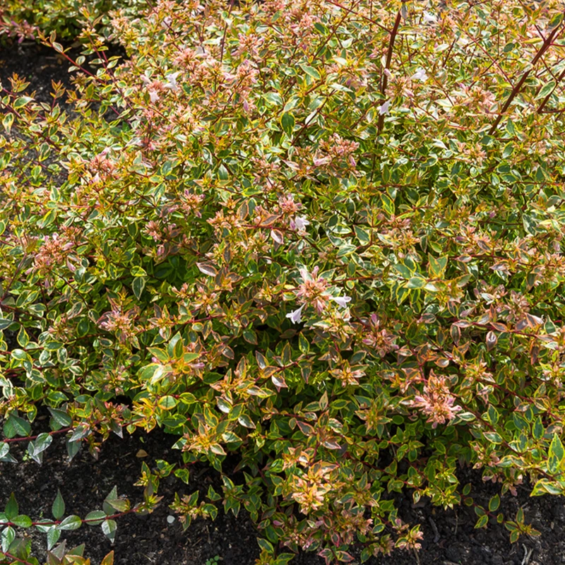 Abélia à grandes fleurs Sunshine Daydream®