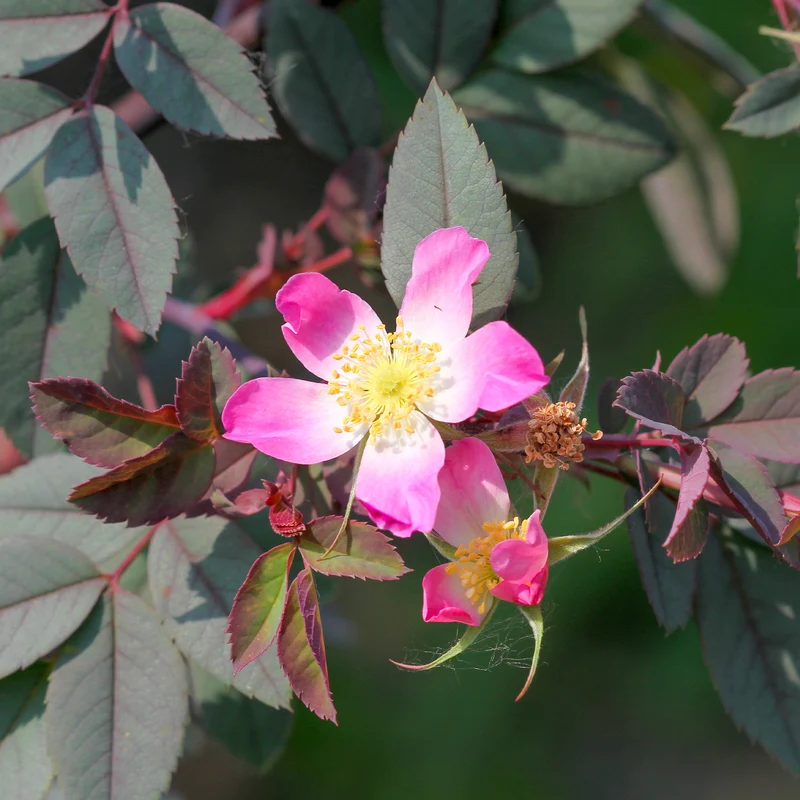 Rosier Glauca