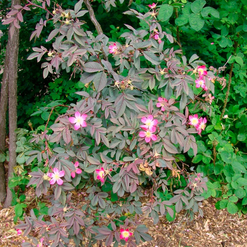 Rosier Glauca