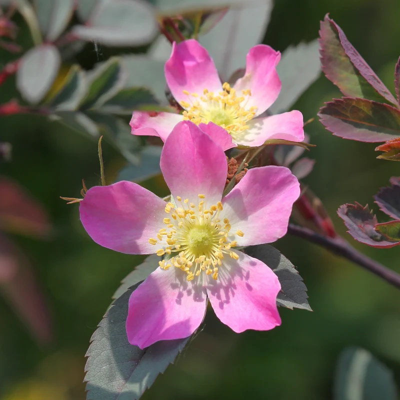 Rosier Glauca