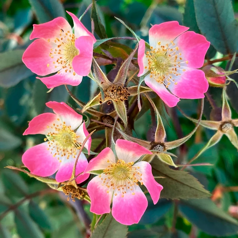 Rosier Glauca