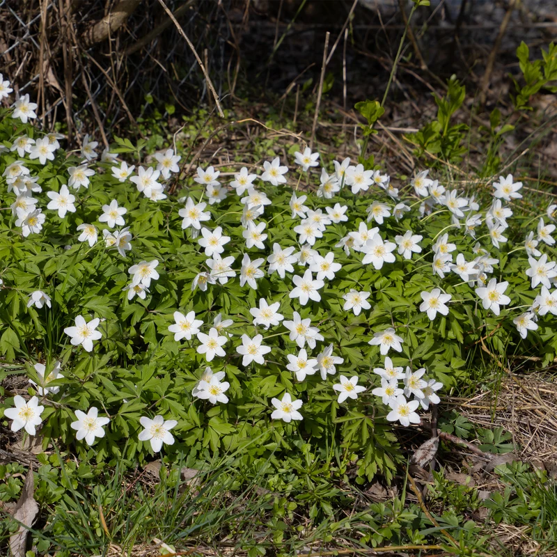 Anémone des bois