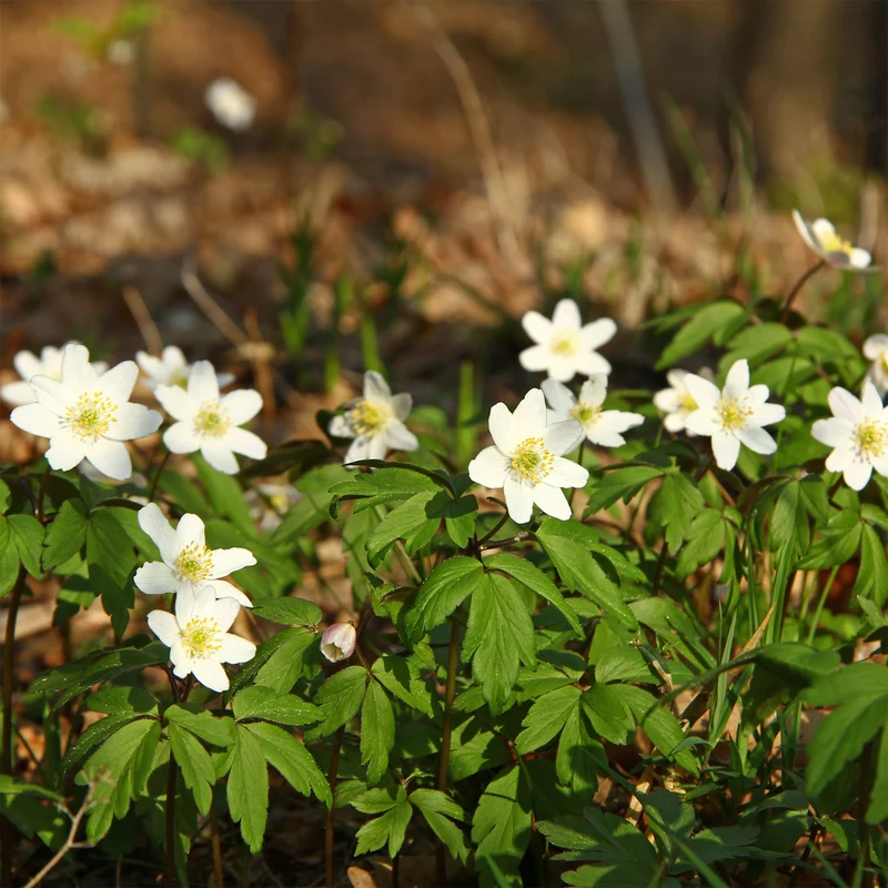 Anémone des bois