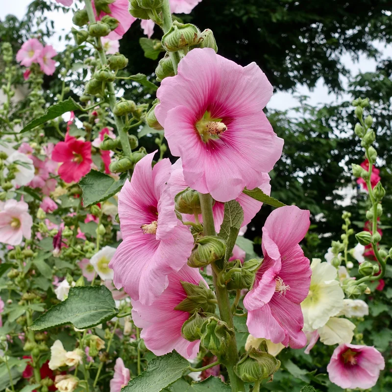 Rose trémière