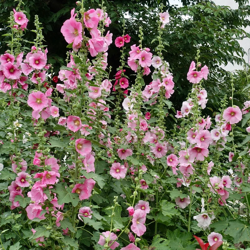 Rose trémière