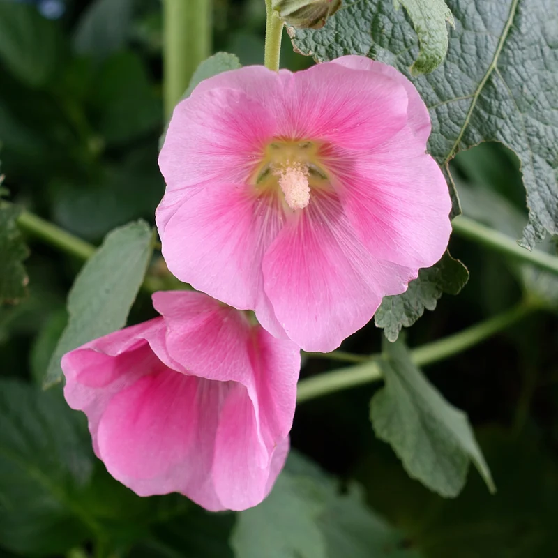 Rose trémière
