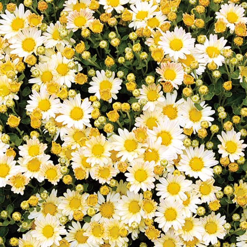 Chrysanthème du pacifique Bengo Weiss