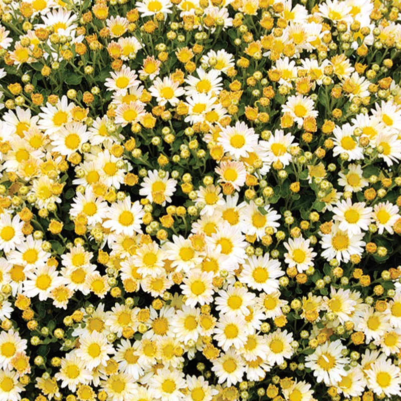 Chrysanthème du pacifique Bengo Weiss