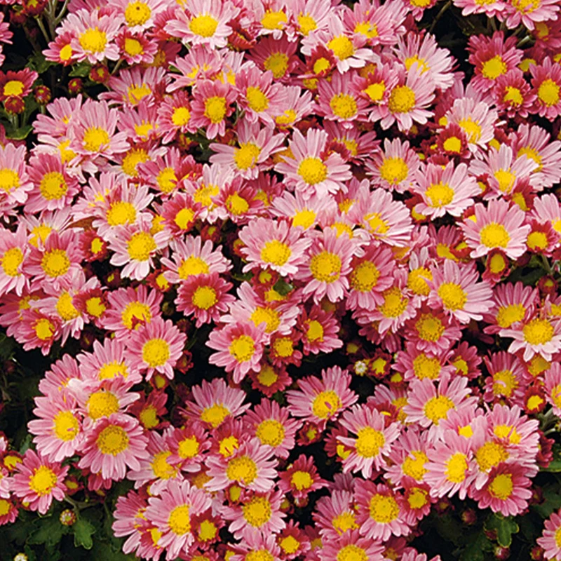 Chrysanthème du Pacifique Bengo Rosa