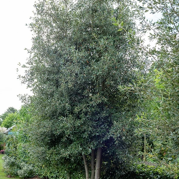 Chêne vert