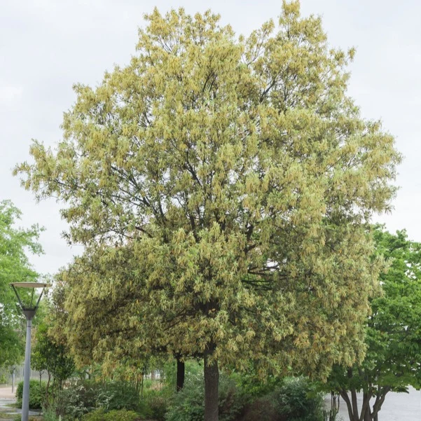 Chêne vert