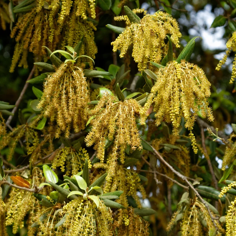 Chêne vert