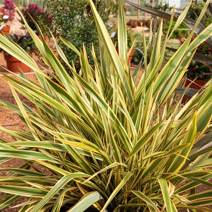 Phormium Golden Ray - Lin de Nouvelle-Zélande