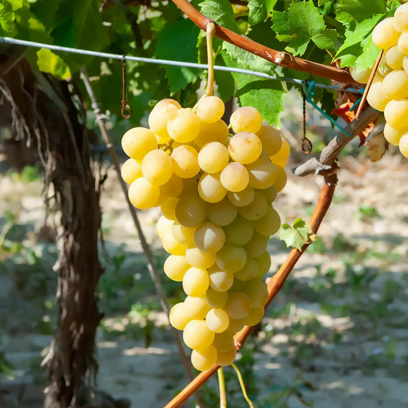 Vigne Italia
