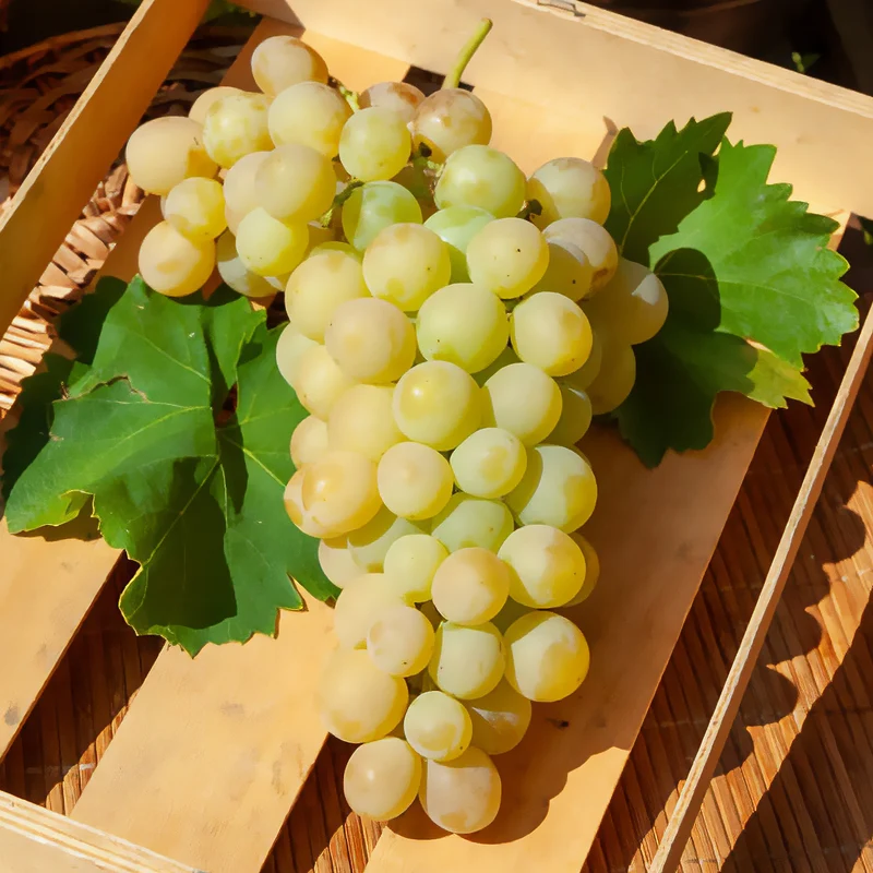 Vigne Italia