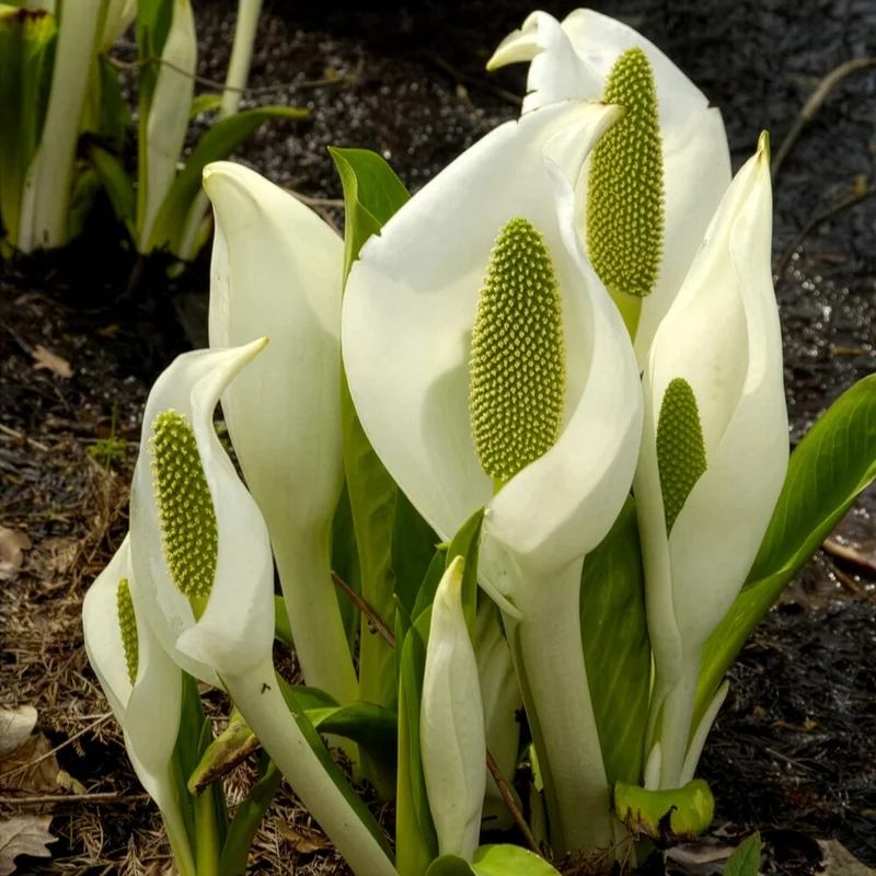 Arum bananier blanc