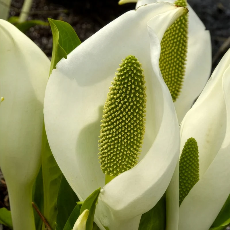 Arum bananier blanc
