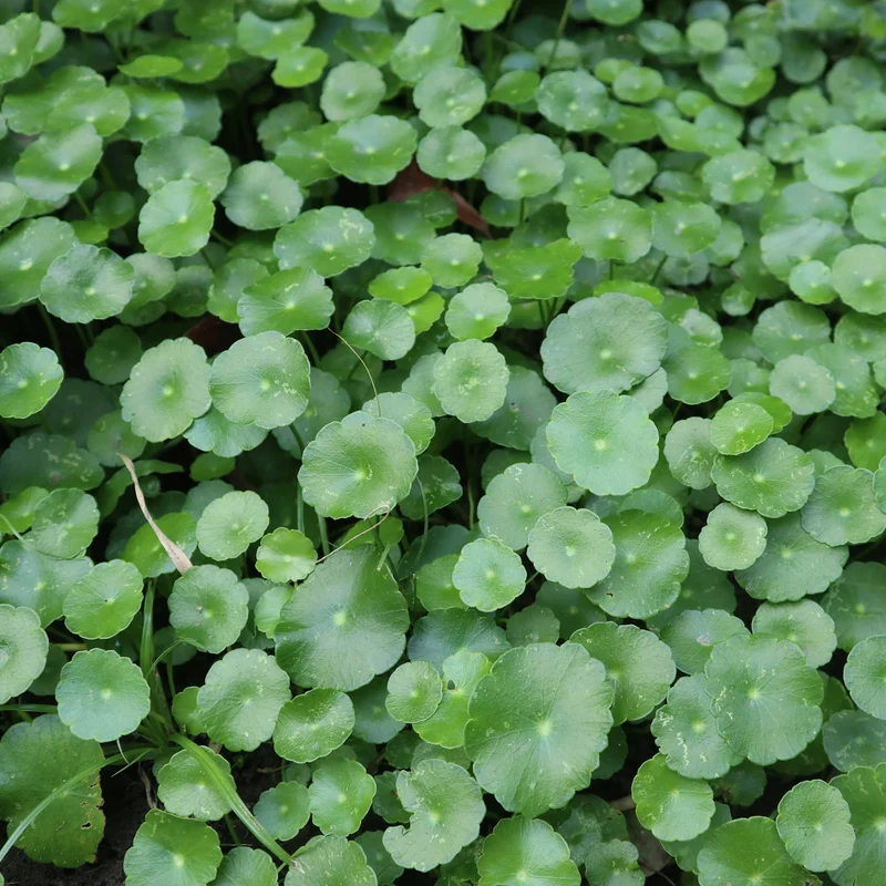 Ecuelle d'eau Herbe aux patagons