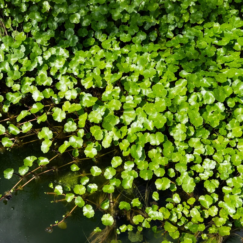 Ecuelle d'eau Herbe aux patagons