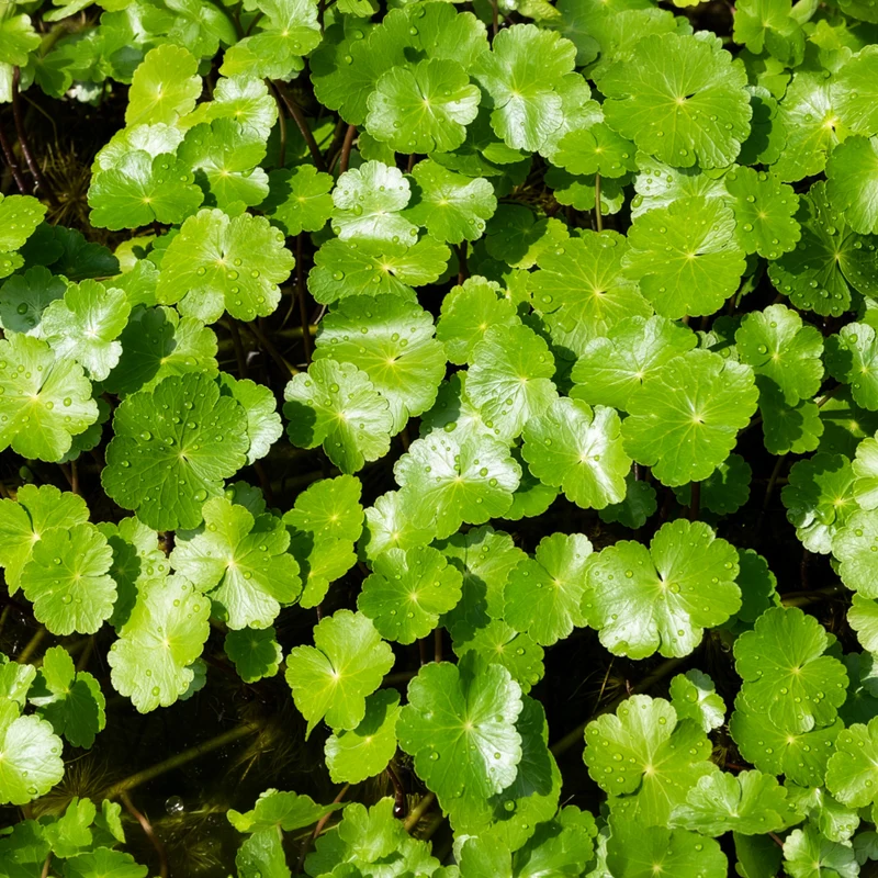 Ecuelle d'eau Herbe aux patagons