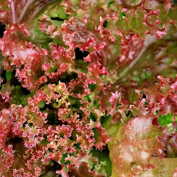 Laitue Lollo Rossa Bio