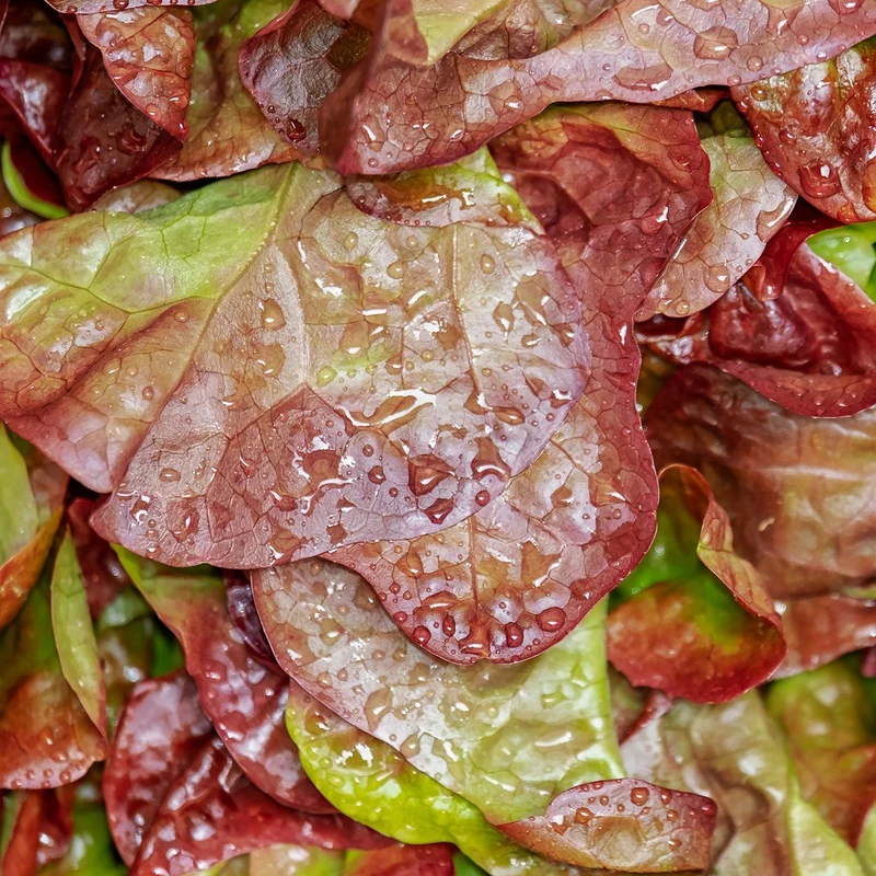 Laitue Lollo Rossa Bio