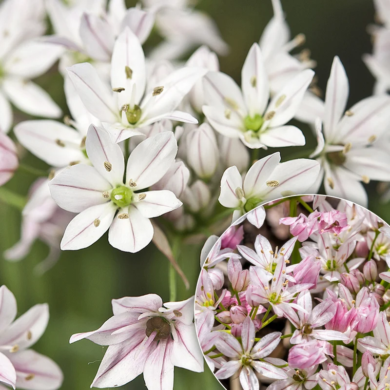 25 Alliums Caméléon