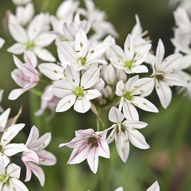 25 Alliums Caméléon
