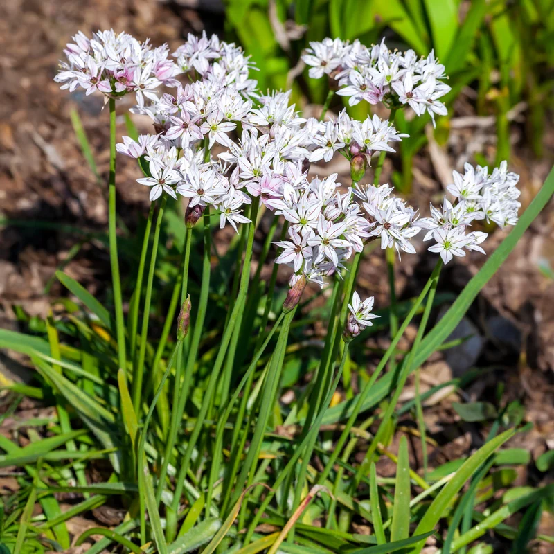 25 Alliums Caméléon