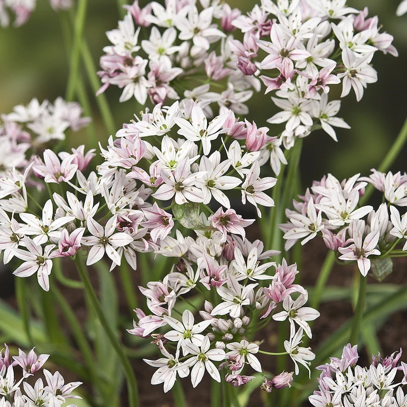 25 Alliums Caméléon