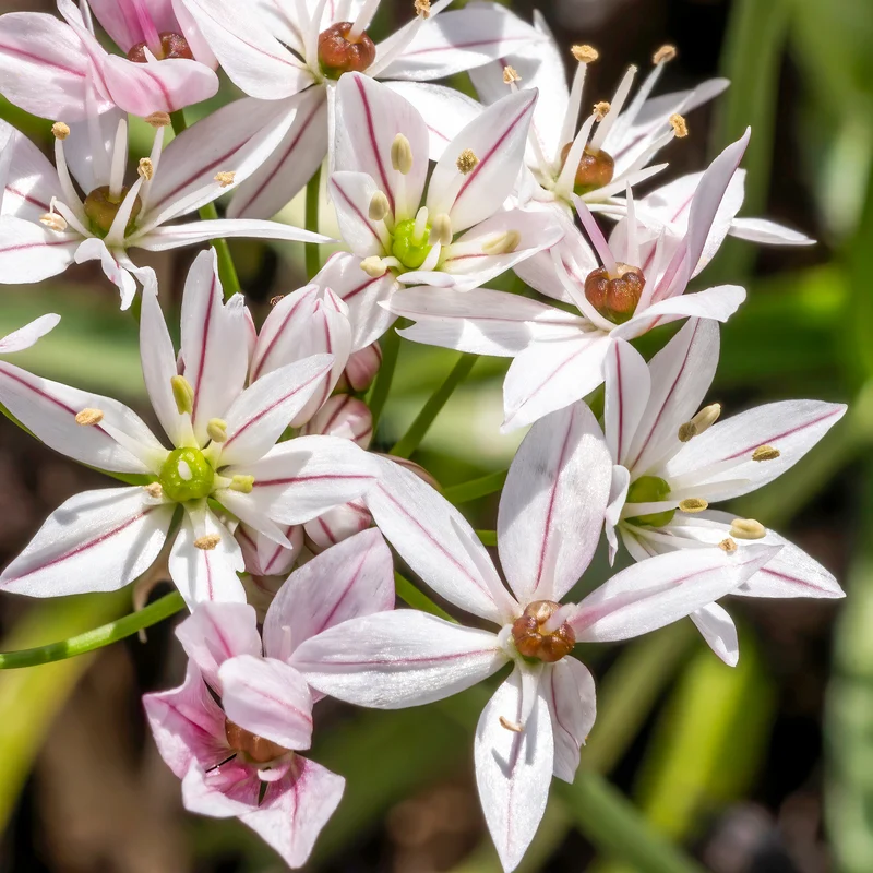 25 Alliums Caméléon