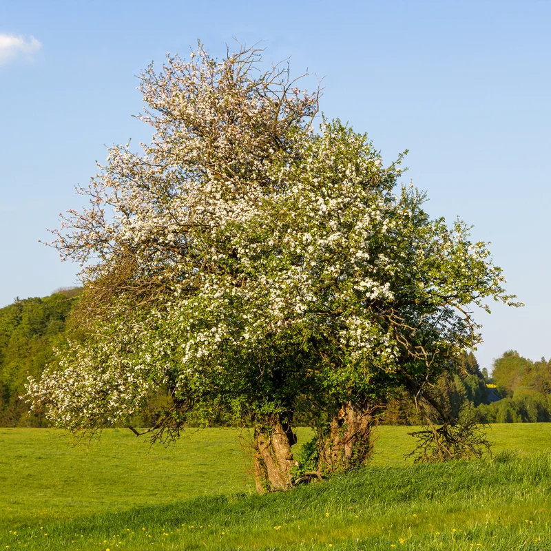 Pommier sauvage