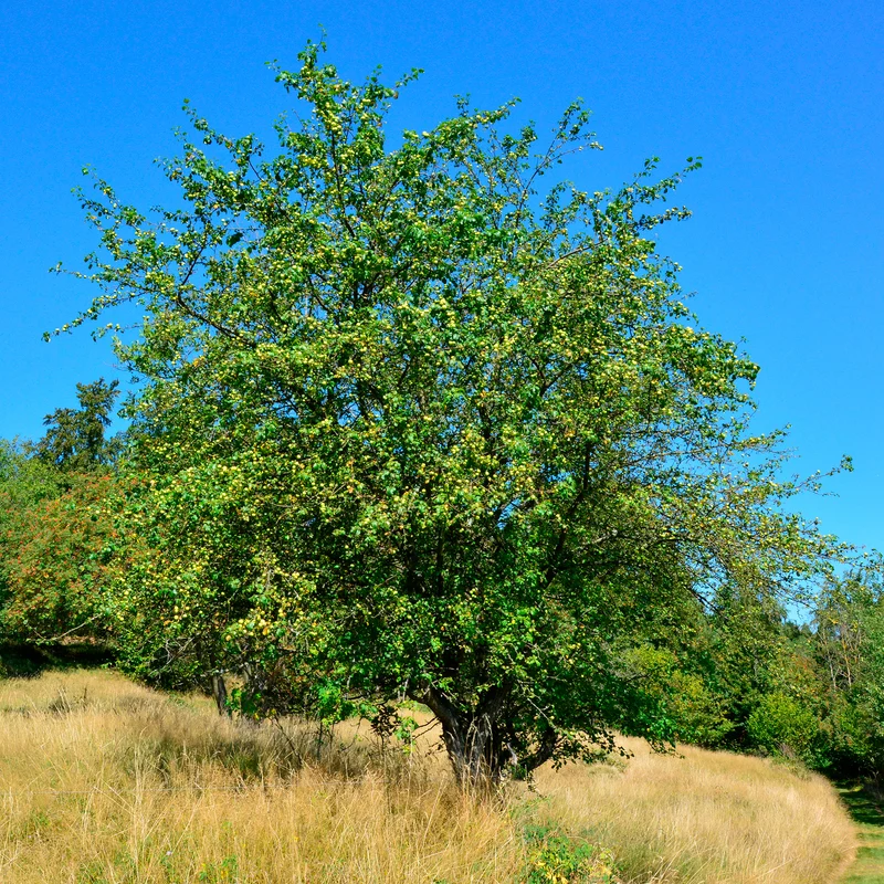 Pommier sauvage