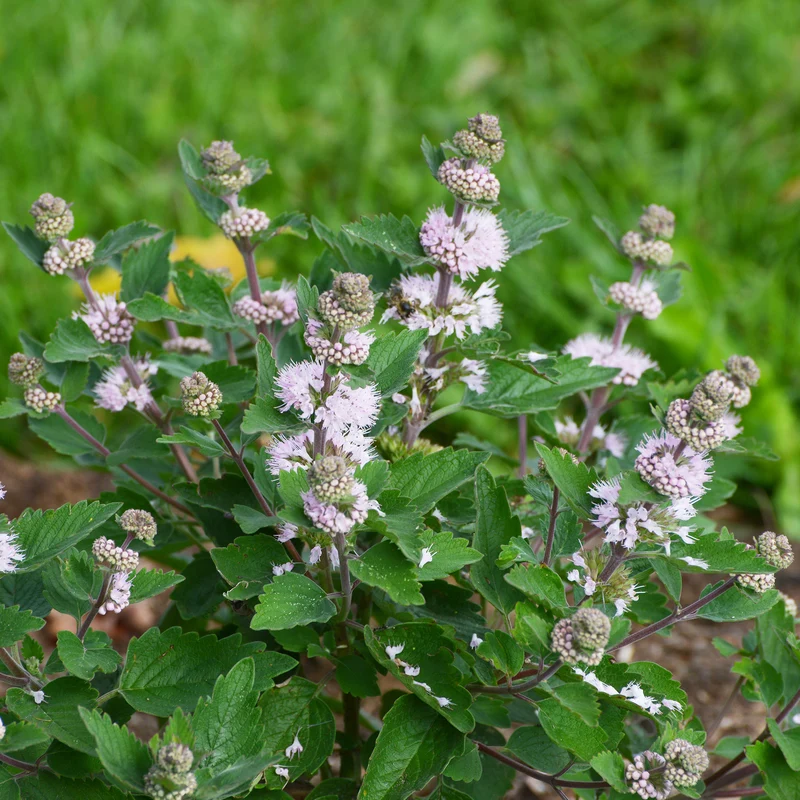 Caryopteris Stephi® Rose