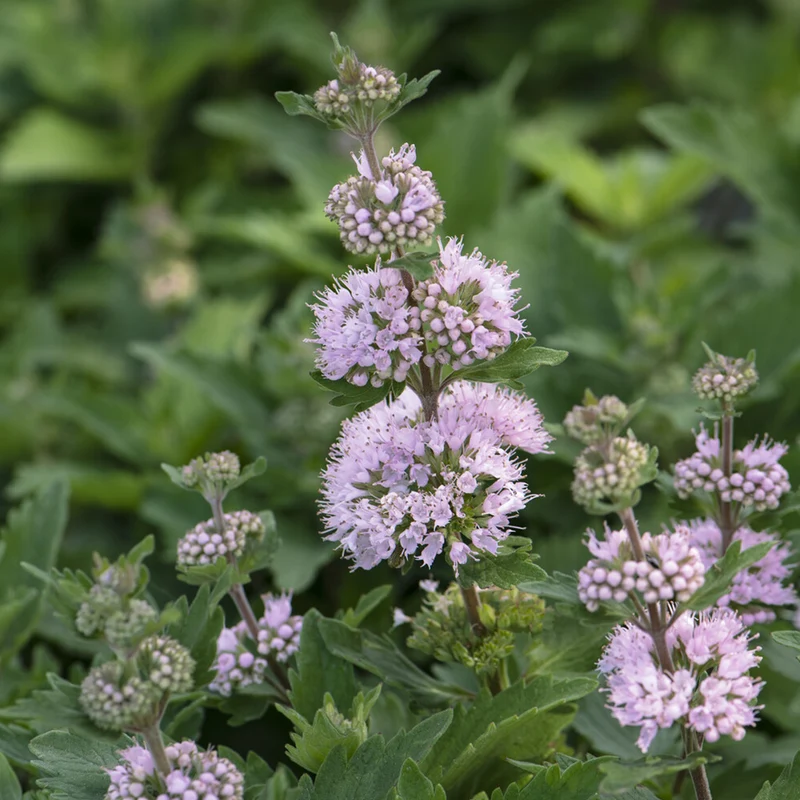 Caryopteris Stephi® Rose