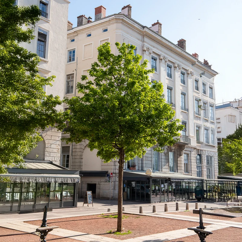 Erable de Montpellier