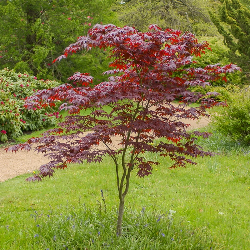 Erable du Japon Bloodgood