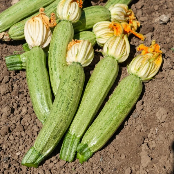Courgette Profusion - Grisette de Provence